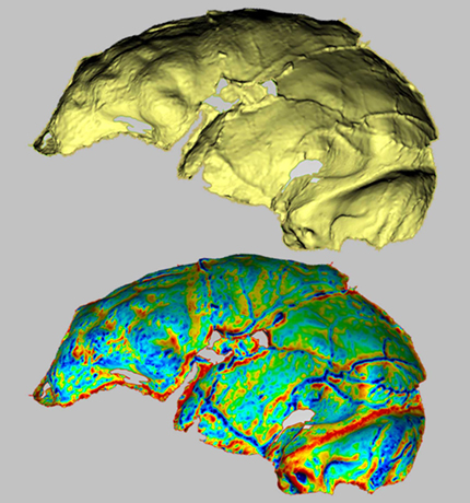 Naledi skull endocasts