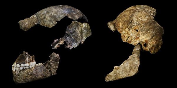 Homo naledi skull