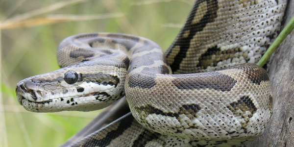 Southern African python