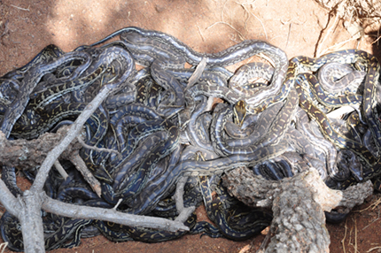 A clutch of python babies