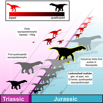 Ledumahadi-mafube-is-the-first-of-the-true-giant-sauropods-of-the-Jurassic