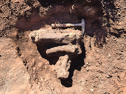The partial foot of a large sauropodomorph dinosaur found by Kathleen Dollman and collected near Dordrecht, Eastern Cape during a field trip earlier this year. Credit_Dr Pia Viglietti