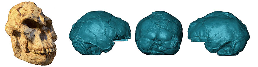 Virtual rendering of the brain endocast of Little Foot. Photo of the original skull by M. Lotter and R.J. Clarke.