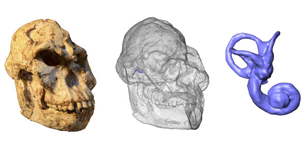 Virtual rendering of the inner ear of Little Foot. Photo of the original skull by M. Lotter and R.J. Clarke. Credit: Wits University.