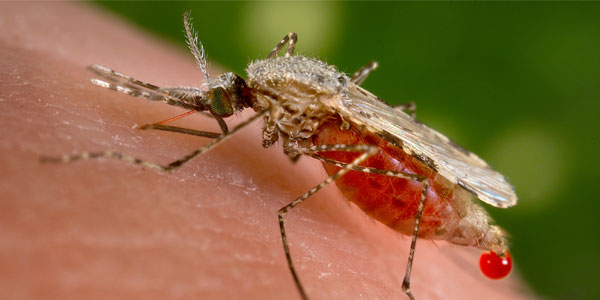 Anopheles stephensi mosquito and malaria. © commons.wikimedia.org