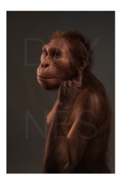 Life reconstruction of Australopithecus sediba commissioned by the University of Michigan Museum of Natural History (© Sculpture Elisabeth Daynes / Photo S. Entressangle). 
