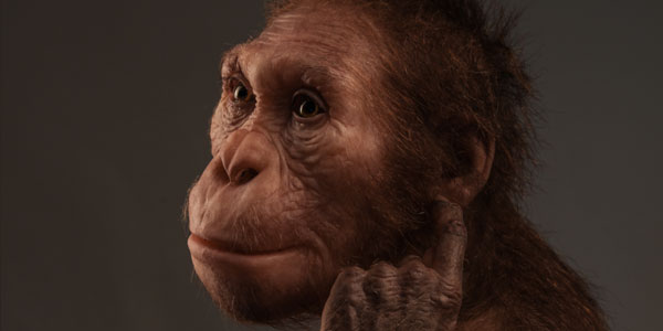 Life reconstruction of Australopithecus sediba commissioned by the University of Michigan Museum of Natural History (© Sculpture Elisabeth Daynes / Photo S. Entressangle). 