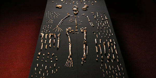 Homo naledi and Australopithecus sediba will go on public display at the Perot Museum in Dallas, Texas.