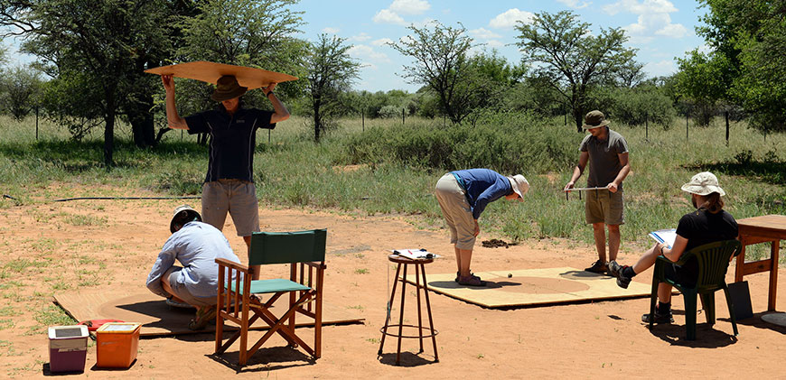 Researchers study the effect that polarised light and other cues have on the navigational orientation of dung beetles in the field. Credit:  Chris Collinridge