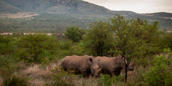 Large-scale forestation of African savannas will destroy valuable ecosystems and related ecotourism sites 