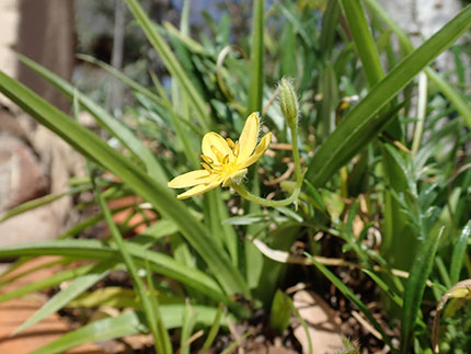 Hypoxis angustifolia growth habit