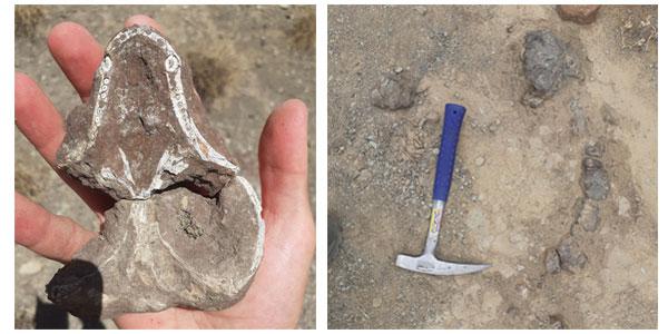 Left: A 250-million-year-old skull of a rare, carnivorous cynodont discovered at Oviston Nature Reserve. Cynodonts are the direct ancestors of mammals. Right: The skull and backbones of an herbivorous Lystrosaurus that lived 250 million years ago discovered at the Oviston Nature Reserve.