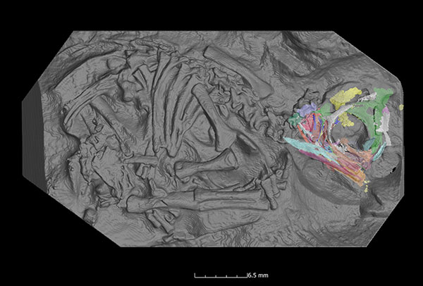 Peering inside one of the Massospondylus carinatus embryos using synchrotron scans to look at the skull bones. Picture by Dr Kimi Chapelle.