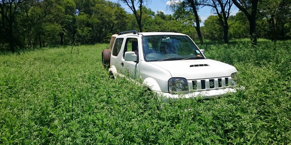 A Wits University vehicle is stuck in a field of Parthenium, outside the Kruger National Park in South Africa. Credit: Blair Cowie