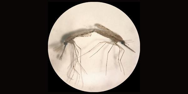 Anopheles mosquito mating male on left and female on right_Melika Hajkazemian Emami Lab 600x300