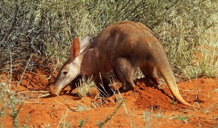 Sightings of aardvarks foraging in the daytime are becoming more common, but can be a sign of food shortages brought on by drought. Credit: Nora Weyer