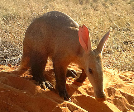 Sightings of aardvarks foraging in the daytime are becoming more common, but can be a sign of food shortages brought on by drought. Credit: Nora Weyer