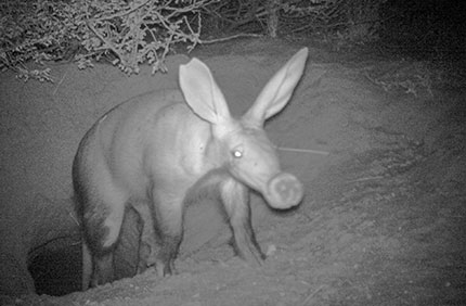 A camera trap photo showing an aardvark leaving its burrow for feeding at night. Credit: Nora Weyer