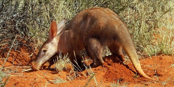 Sightings of aardvarks foraging in the daytime are becoming more common, but can be a sign of food shortages brought on by drought. Credit: Nora Weyer