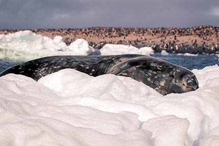 A Weddel Seal (Leptonychotes weddellii), a large and abundant seal species, is seen sunbathing in Antarctica. Antarctica hosts a diversity of organisms, which may be sensitive to even passing disturbance.
