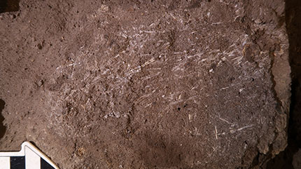 Field photograph of Border Cave 200 000 year old fossilised grass fragments. Copyright Wadley