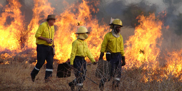 SavFire Experiment in the Kruger National Park. © Lynne Trollope