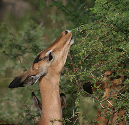 The dietary migration of Impala in South Africa’s Kruger National Park involves a change between grass to browsing leaves between seasons.