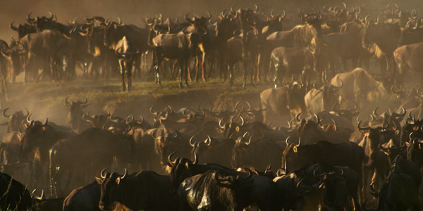 Wildebeest in Serengeti National Park in Tanzania migrate over long distances and track the areas where the best food is available through the seasonal cycle.
