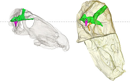 The transparent skull of Anteosaurus (left) and Moschognathus (right) showing the differences in their brain cavities (green) and inner ear (purple).