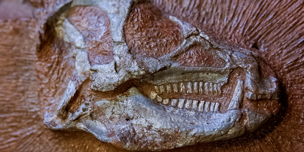 Heterodontosaurus Skull