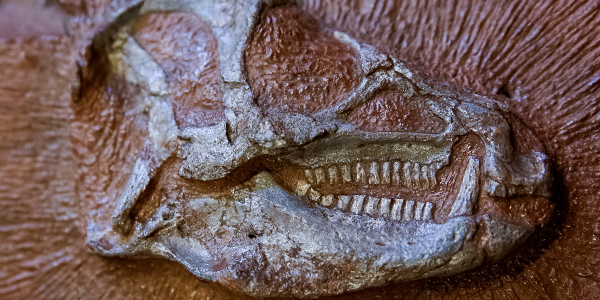 Heterodontosaurus Skull Heterodontosaurus Skull