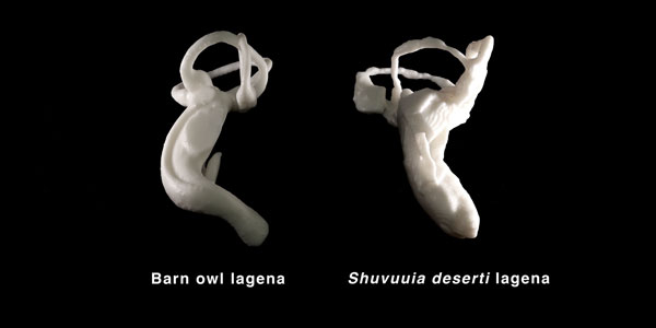 Molds of the inner ear canal from a barn owl (left) and S. deserti (right) are almost identical, suggesting that the small dinosaur had incredible hearing. Jonah Choiniere/Wits University, CC BY-ND