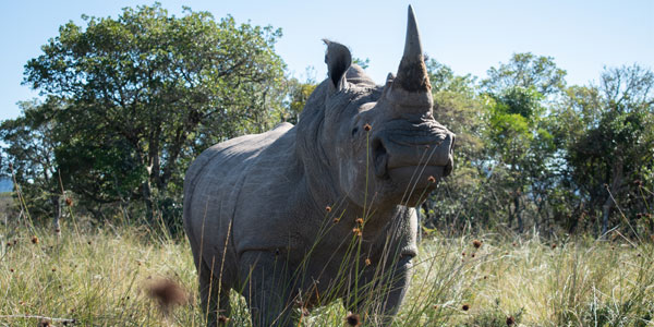 The innovative anti-poaching Rhisotope Project aims to significantly reduce demand for rhino horns. Credit: Jessica Shuttleworth