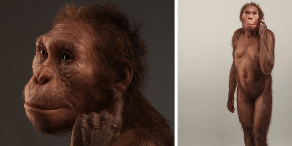 Life reconstruction of Australopithecus sediba com-missioned by the University of Michigan Museum of Natural History. [© Sculpture: Elisabeth Daynes / Photograph: S. Entres¬sangle]