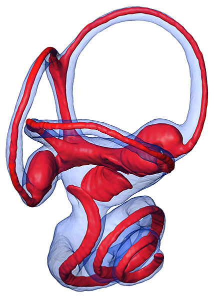 The bony inner ear of a squirrel monkey (in blue) and the soft tissues inside it (in red). Relations between bony and soft tissue structures have been studied in extant species to infer inner ear function in fossils and infer whether they were cold or warm-blooded. © Romain David