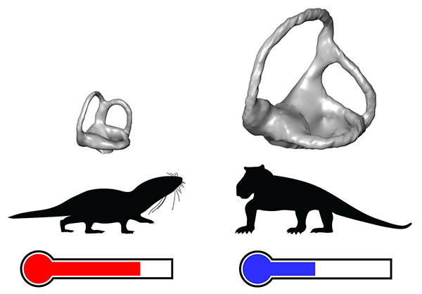 Size differences between inner ears (in grey) of warm-blooded (on the left) and cold-blooded (on the right) mammal ancestors. Inner ears are compared for animals of similar body sizes. © Romain David and Ricardo Araújo