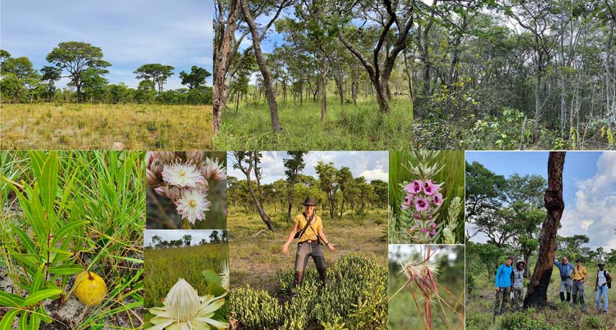 Future Ecosystems for Africa programme