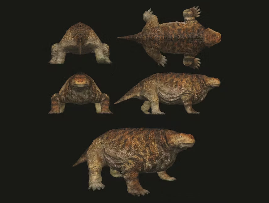 Artistic in vivo reconstruction of Bradysaurus baini specimen (FMNH UC 1533) based on the 3D ‘average’ model sculpted around the specimen, in five views. Scale bar equals 50 cm. Published in Van den Brandt et al. 2023. Credit: Fabio Manucci and Marco Romano Artistic in vivo reconstruction of Bradysaurus baini specimen (FMNH UC 1533) based on the 3D ‘average’ model sculpted around the specimen, in five views. Scale bar equals 50 cm. Published in Van den Brandt et al. 2023. Credit: Fabio Manucci and Marco Romano