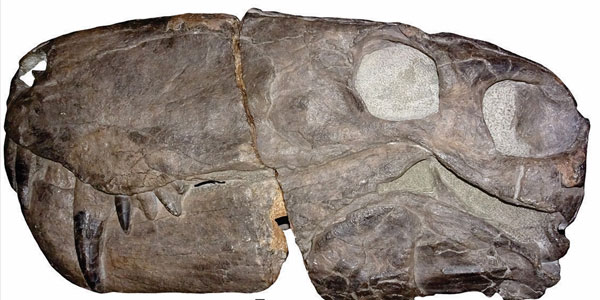Sabre-toothed lion