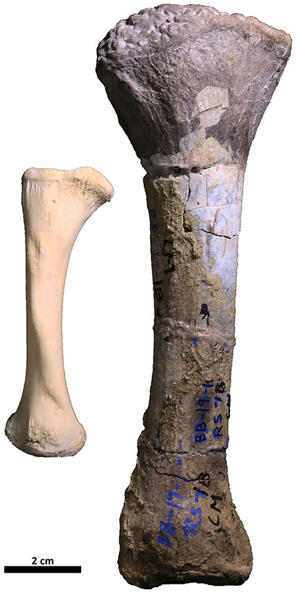 Comparison of a tibia (shin bone) from a living Nile crocodile and the tibia of the new giant crocodylomorph ancestor in this study, Wits ESI specimen BP/1/8484. Image credit: Bailey Weiss.