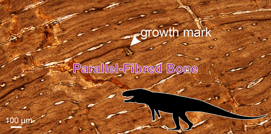 The black silhouette is a rough indication of what BP/1/8484 would have looked like. In the background, a sample of a microscopic image showing the bone structure of the giant early crocodylomorph from this study. The type of bone tissue is called parallel-fibred bone. The growth mark indicates when the animal stopped growing during the unfavourable growing season. Image credit: Jennifer Botha; si