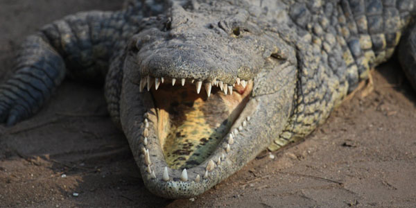 A large specimen of a Nile crocodile, showcasing the sprawling posture and water-adjacent lifestyle. Image credit: Jonah Choiniere.