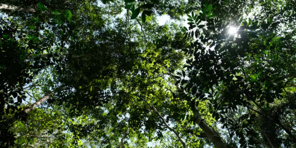 The continent’s forests, like this Ugandan rain forest, are crucial carbon sinks. Camille Delbos/Art In All of Us/Corbis via Getty Images