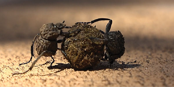 Before mating, some male and female dung beetles work together to move their brood balls to unknown locations.