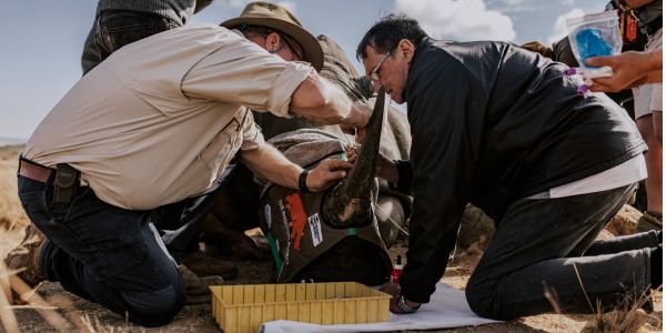 Wits University’s Professor James Larkin (left) and Arrie van Deventer, founder of the Rhino Orphanage inserts radioisotopes into the horn of a white rhino. Wits University’s Professor James Larkin (left) and Arrie van Deventer, founder of the Rhino Orphanage inserts radioisotopes into the horn of a white rhino.