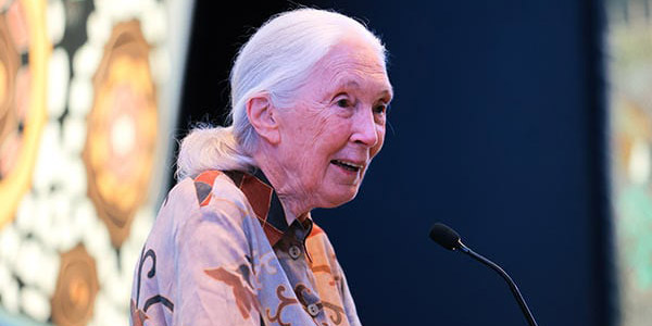 Dr Jane Goodall