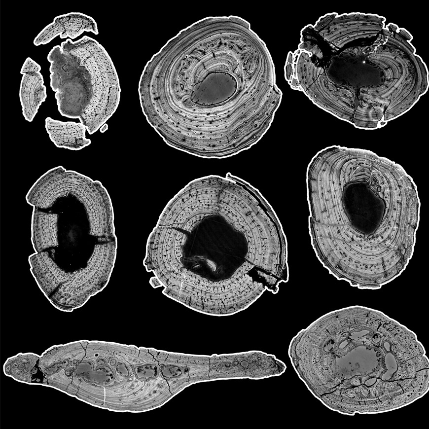 A compilation of scanned bones for the virtual study of the bone structure of Orthosuchus stormbergi, showing a cross-section with secondary osteons, resorption cavities, lamellar-zonal bone, and lines of arrested growth using scans from the ESRF.