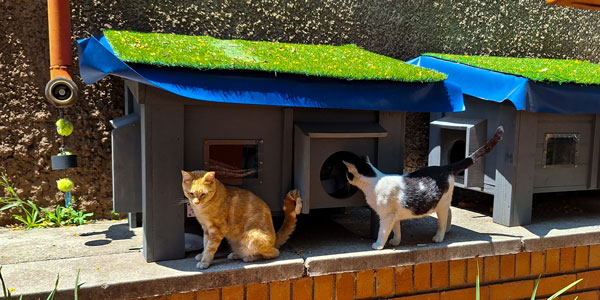 Two Wits campus feral cats outside a donated cat kennel next to their feeding station