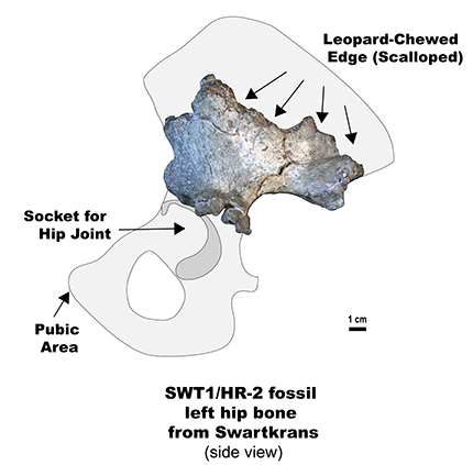 The newly described, leopard-chewed Paranthropus robustus hip bone fossil, superimposed on an outline of a complete hominin hip bone to show the extent of the chewing damage on it. Credit: Jason Heaton