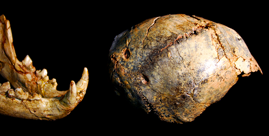 A fossil leopard lower jawbone next to a skull fragment of a juvenile Paranthropus robustus. Note the two punctures in the skull, which match the spacing of the tips of the leopard's fangs—implying that this unfortunate hominin child was killed and eaten by a leopard. Credit: Jason Heaton